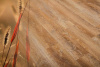 WPC Ламинат Natura 5.5/43 E-013-12 Дуб Маршен 1524x178
